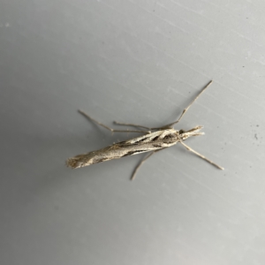 Hednota pedionoma at Canberra, ACT - 12 Apr 2023