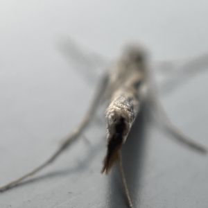 Hednota pedionoma at Canberra, ACT - 12 Apr 2023 01:47 PM