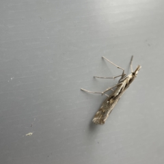 Hednota pedionoma at Canberra, ACT - 12 Apr 2023