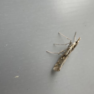 Hednota pedionoma at Canberra, ACT - 12 Apr 2023