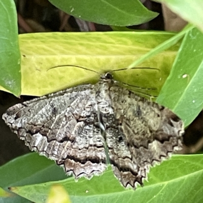 Scioglyptis lyciaria (White-patch Bark Moth) at Canberra, ACT - 12 Apr 2023 by Hejor1