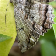 Scioglyptis lyciaria at Canberra, ACT - 12 Apr 2023