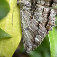 Scioglyptis lyciaria at Canberra, ACT - 12 Apr 2023