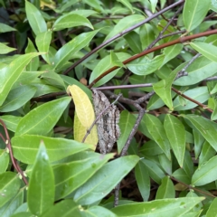 Scioglyptis lyciaria at Canberra, ACT - 12 Apr 2023