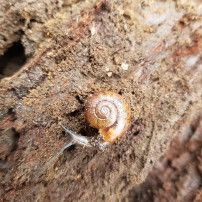 Austrorhytida capillacea (Common Southern Carnivorous Snail) at Mt Holland - 12 Apr 2023 by danswell