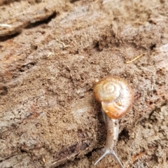 Austrorhytida capillacea at Tinderry, NSW - 12 Apr 2023
