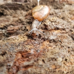 Austrorhytida capillacea at Tinderry, NSW - 12 Apr 2023