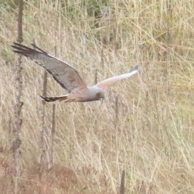 Circus assimilis (Spotted Harrier) at Molonglo Valley, ACT - 12 Apr 2023 by TomW