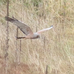 Circus assimilis (Spotted Harrier) at Molonglo River Reserve - 12 Apr 2023 by TomW