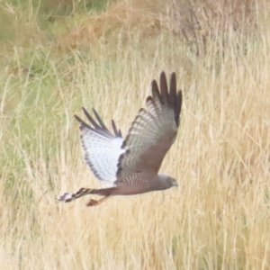 Circus assimilis at Molonglo Valley, ACT - 12 Apr 2023 10:37 AM