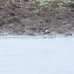 Erythrogonys cinctus (Red-kneed Dotterel) at Fyshwick, ACT - 12 Apr 2023 by BenW