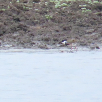 Erythrogonys cinctus (Red-kneed Dotterel) at Fyshwick, ACT - 12 Apr 2023 by BenW