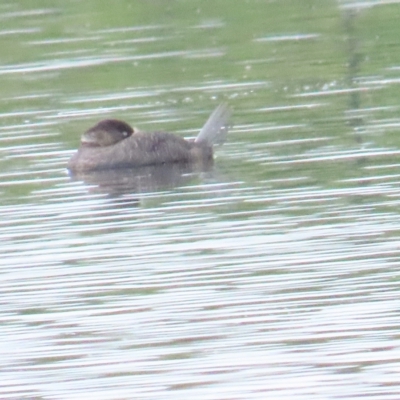 Biziura lobata (Musk Duck) at Fyshwick, ACT - 12 Apr 2023 by BenW