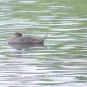 Biziura lobata at Fyshwick, ACT - 12 Apr 2023