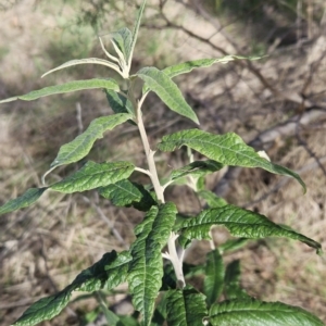 Olearia lirata at Weetangera, ACT - 11 Apr 2023