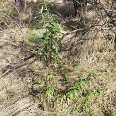 Olearia lirata at Weetangera, ACT - 11 Apr 2023