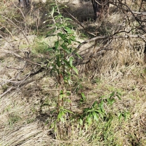 Olearia lirata at Weetangera, ACT - 11 Apr 2023 08:52 AM