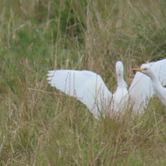 Bubulcus coromandus (Eastern Cattle Egret) at Fyshwick, ACT - 12 Apr 2023 by BenW