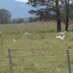 Bubulcus coromandus at Fyshwick, ACT - 12 Apr 2023