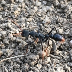Myrmecia tarsata (Bull ant or Bulldog ant) at Gundaroo, NSW - 13 Feb 2023 by JonLewis