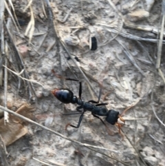 Myrmecia tarsata at Gundaroo, NSW - 13 Feb 2023