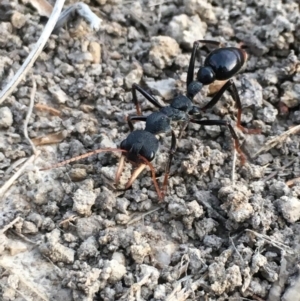 Myrmecia tarsata at Gundaroo, NSW - 13 Feb 2023 07:45 PM