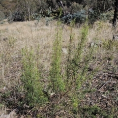 Cassinia quinquefaria (Rosemary Cassinia) at The Pinnacle - 11 Apr 2023 by sangio7