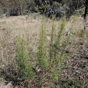 Cassinia quinquefaria at Weetangera, ACT - 11 Apr 2023