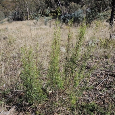 Cassinia quinquefaria (Rosemary Cassinia) at The Pinnacle - 11 Apr 2023 by sangio7