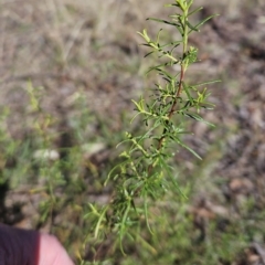 Cassinia quinquefaria at Weetangera, ACT - 11 Apr 2023 11:07 AM