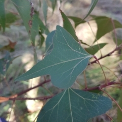 Brachychiton populneus subsp. populneus (Kurrajong) at Mount Ainslie to Black Mountain - 27 Mar 2023 by HappyWanderer