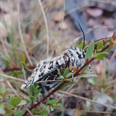 Apina callisto (Pasture Day Moth) at Yass River, NSW - 12 Apr 2023 by SenexRugosus
