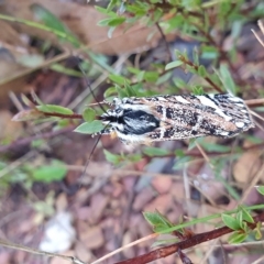 Apina callisto at Yass River, NSW - 12 Apr 2023