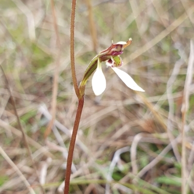 Eriochilus cucullatus (Parson's Bands) at Rugosa - 12 Apr 2023 by SenexRugosus