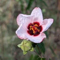 Pavonia hastata (Spearleaf Swampmallow) at Greenway, ACT - 10 Apr 2023 by HelenCross