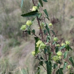 Pavonia hastata at Greenway, ACT - 10 Apr 2023 11:09 AM