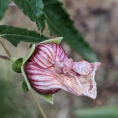 Pavonia hastata at Greenway, ACT - 10 Apr 2023