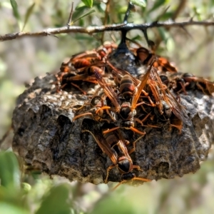 Polistes (Polistella) humilis at Paddys River, ACT - 10 Apr 2023 11:45 AM