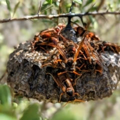 Polistes (Polistella) humilis (Common Paper Wasp) at Paddys River, ACT - 10 Apr 2023 by HelenCross