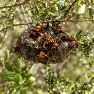 Polistes (Polistella) humilis at Paddys River, ACT - 10 Apr 2023 11:45 AM