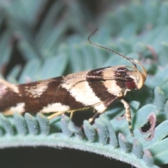 Macrobathra desmotoma ( A Cosmet moth) at Coree, ACT - 9 Apr 2023 by Harrisi