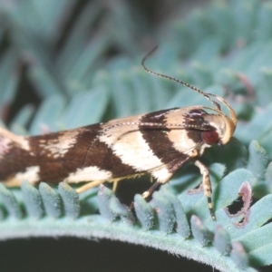 Macrobathra desmotoma at Coree, ACT - 9 Apr 2023