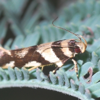 Macrobathra desmotoma ( A Cosmet moth) at Coree, ACT - 9 Apr 2023 by Harrisi