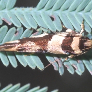 Macrobathra desmotoma at Coree, ACT - 9 Apr 2023