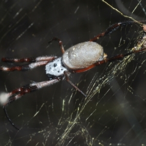 Trichonephila edulis at Coree, ACT - 9 Apr 2023