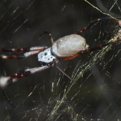 Trichonephila edulis (Golden orb weaver) at Coree, ACT - 9 Apr 2023 by Harrisi