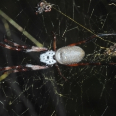 Trichonephila edulis at Coree, ACT - 9 Apr 2023 05:19 PM