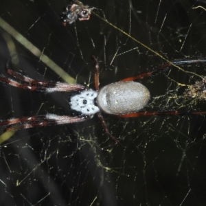 Trichonephila edulis at Coree, ACT - 9 Apr 2023 05:19 PM