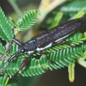 Rhinotia sp. (genus) at Coree, ACT - 9 Apr 2023