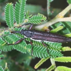 Rhinotia sp. (genus) at Coree, ACT - 9 Apr 2023